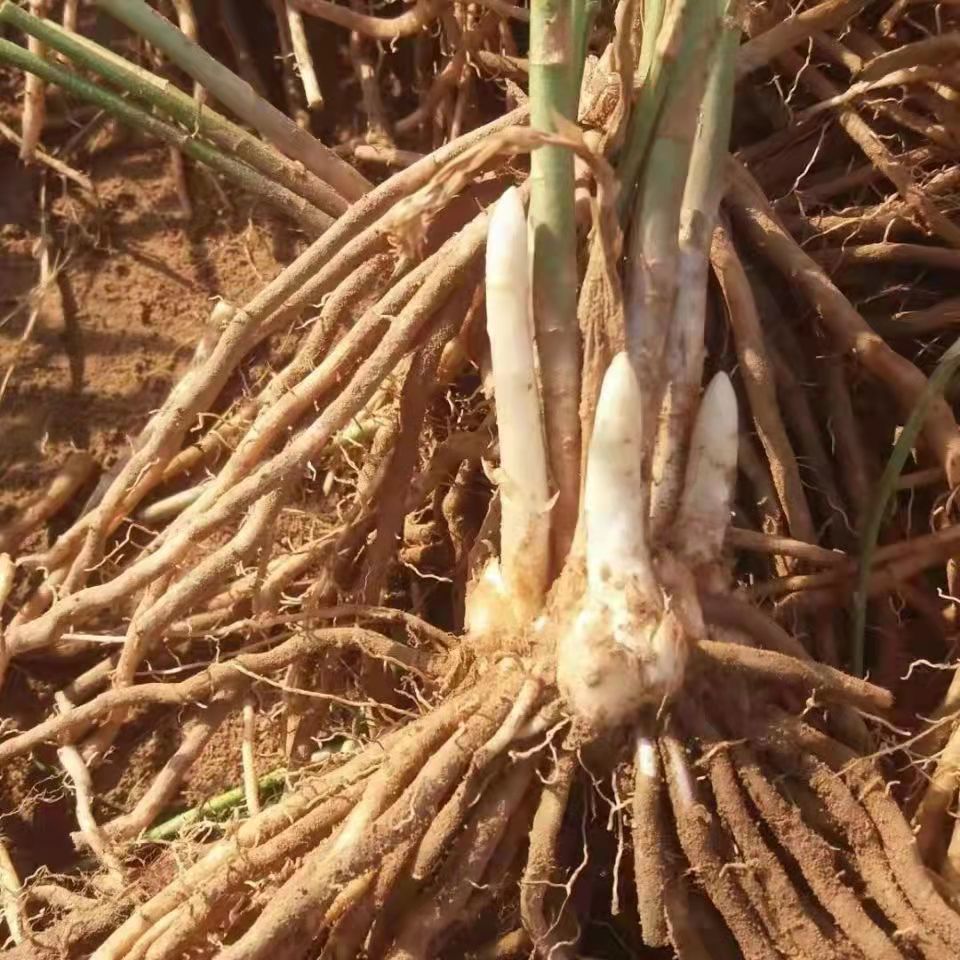 【芦笋根苗】芦笋苗根食用蔬菜苗四季多年生阳台盆栽种植芦笋树苗 - 图3