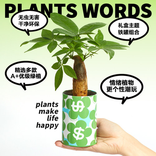 神奇植物情绪稳定发财树盆栽室内桌面工位好养绿植生日乔迁礼物 - 图3