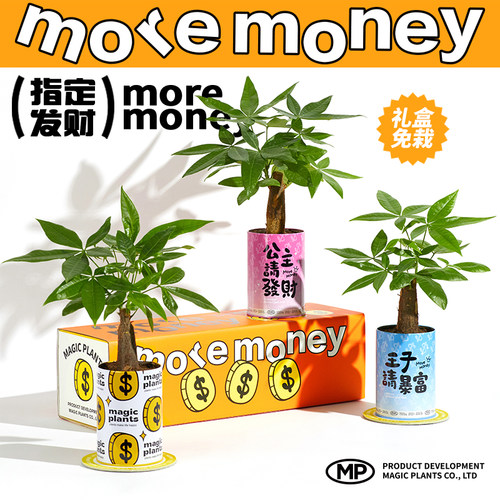 神奇植物情绪稳定发财树盆栽室内桌面工位好养绿植生日乔迁礼物 - 图1