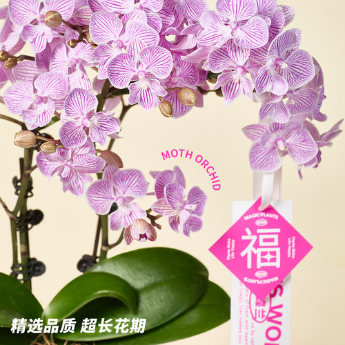 神奇植物蝴蝶兰盆栽带花苞花期长室内桌面乔迁生日送礼创意礼物 - 图1