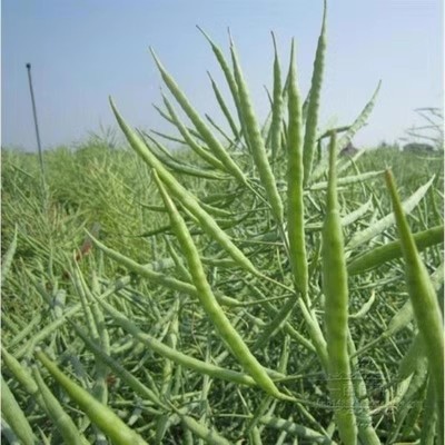 老品种高产油菜籽种子观赏油菜花种榨油油菜籽种北方耐寒花草种子 - 图3