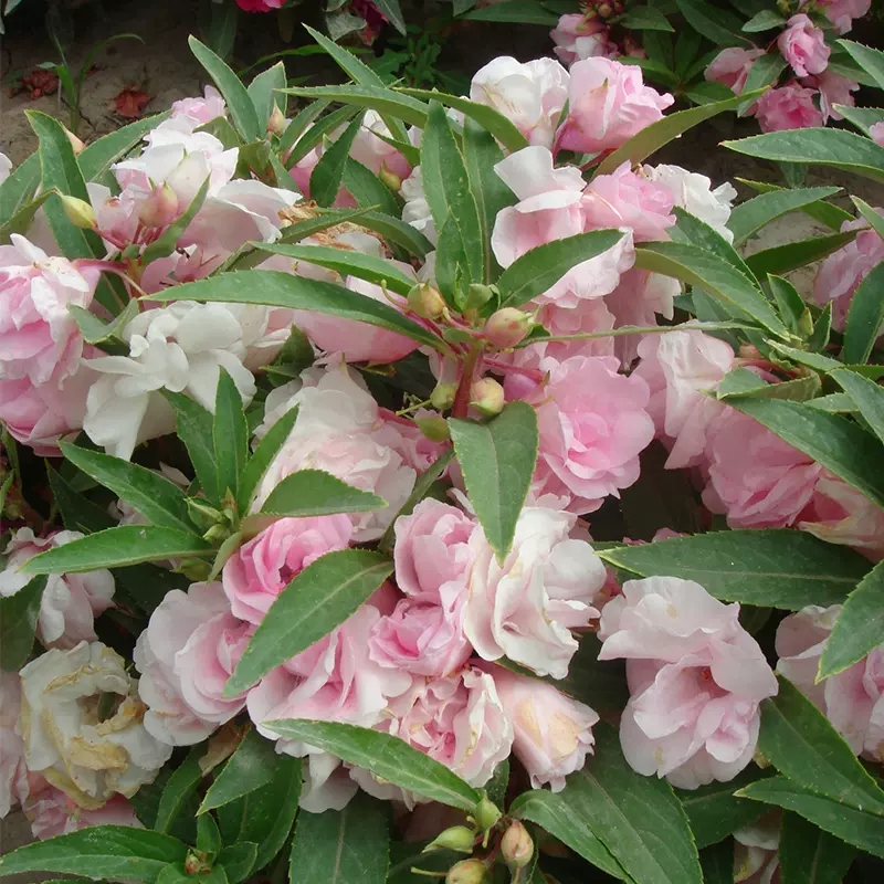 重瓣茶花凤仙花种子七彩指甲草指甲花盆栽四季开花易活花种籽子孑 - 图1