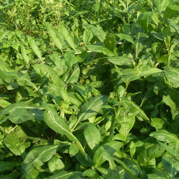 叶用枸杞芽种子菜用枸杞芽菜种苗食用无果枸蔬菜四季盆栽家庭园艺 - 图1