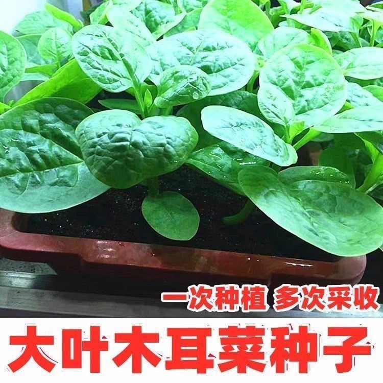 大叶木耳菜种子四季种速生豆腐菜种籽春夏秋阳台盆栽田园蔬菜种子 - 图2