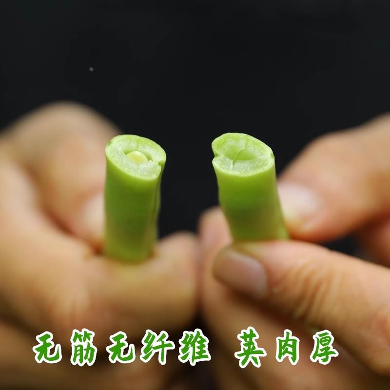 农家王无豆筋豆架豆种子种籽冬豆种四季豆豆角芸豆扁豆蔬菜孑大全 - 图1