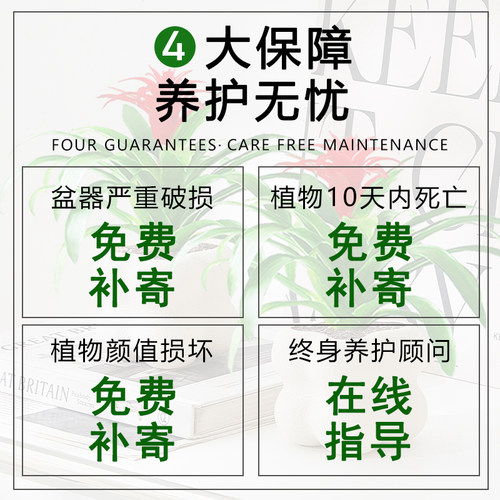 鸿运当头室内绿植净化空气客厅阳台四季花卉盆栽办公室桌面植物花 - 图3