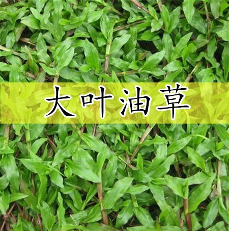 大叶油草 草坪种子庭院别墅美国四季青狗牙根黑麦草草籽耐寒护坡 - 图0