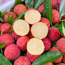 Shunfeng Hainan non-nuclear lychee fresh frozen 5 catties When the season fruit is now removed the lychee king whole box is now found 10