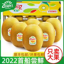 New Zealand Kiwifruit Golden Fruits Great Fruits Fresh Fruit When Season Import Varieties Yellow Hearts Kiwi Whole Boxes Cisabundant