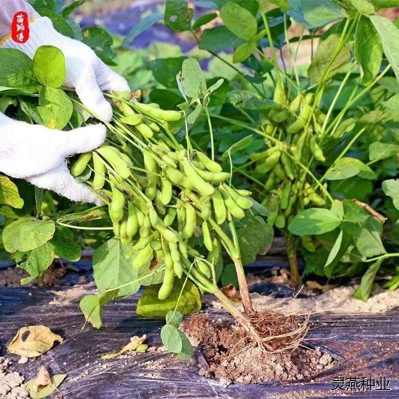 矮生大荚早熟青毛豆种子青皮黄豆高产绿宝石青绿大菜豆籽早熟 - 图3