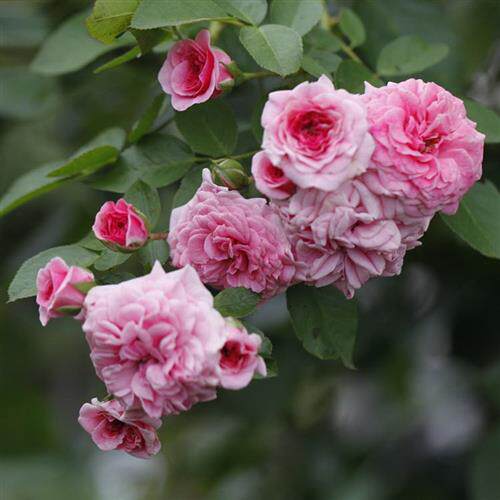 可垂吊的小藤本粉天鹅月季真品庭院地被四季浓香绿植花卉小苗