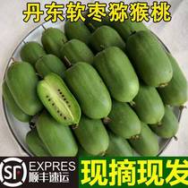 Spot Dandong Soft date with Mauchi Exotic Fruits Northeast Round Date Peach Bizarre Berry Fruit Northeast Soft Date Son Shunfeng