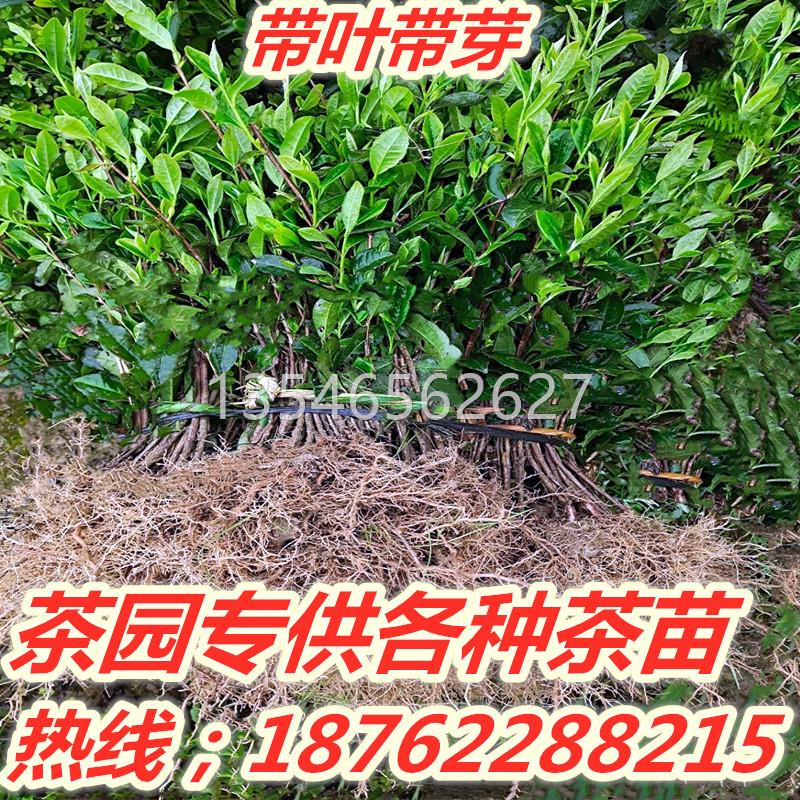 茶叶树苗茶叶种植苗茶叶苗大白茶叶树苗毛尖龙井碧螺春种植茶树苗 - 图0