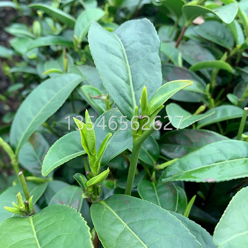 茶叶树苗茶叶种植苗茶叶苗大白茶叶树苗毛尖龙井碧螺春种植茶树苗 - 图3