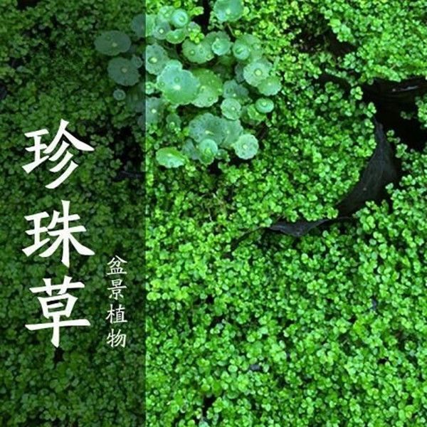 假山草籽草种子上水石吸水石盆景植物珍珠草心形圆叶草混装微景观 - 图1