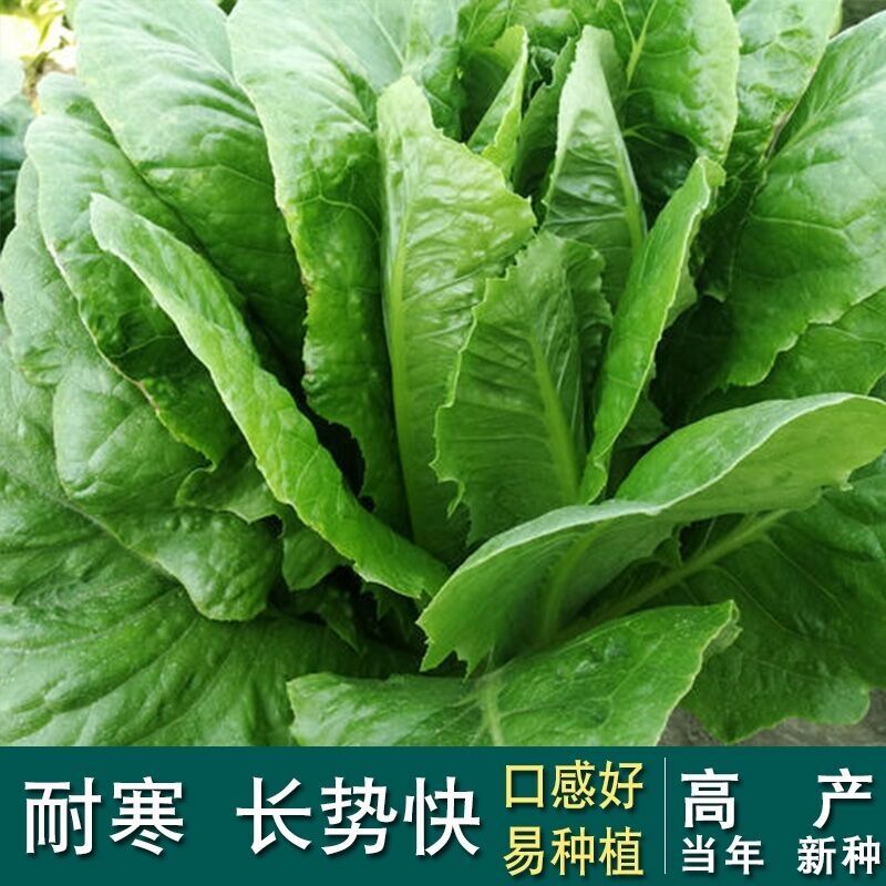 高钙孔雀菜种子罗马菜种籽沙拉生菜种子四季阳台更快更好吃不易老 - 图0