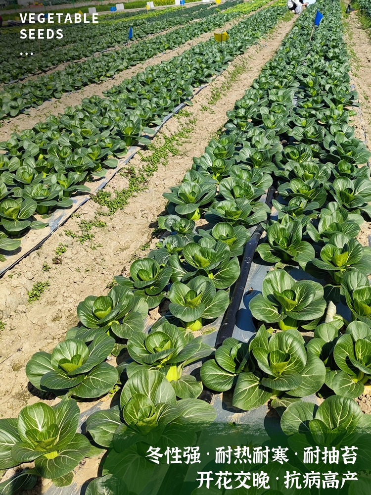 黑叶苏州青菜籽种上海青小青菜种籽耐寒矮脚黑菜籽菜种孑四季包邮-图0