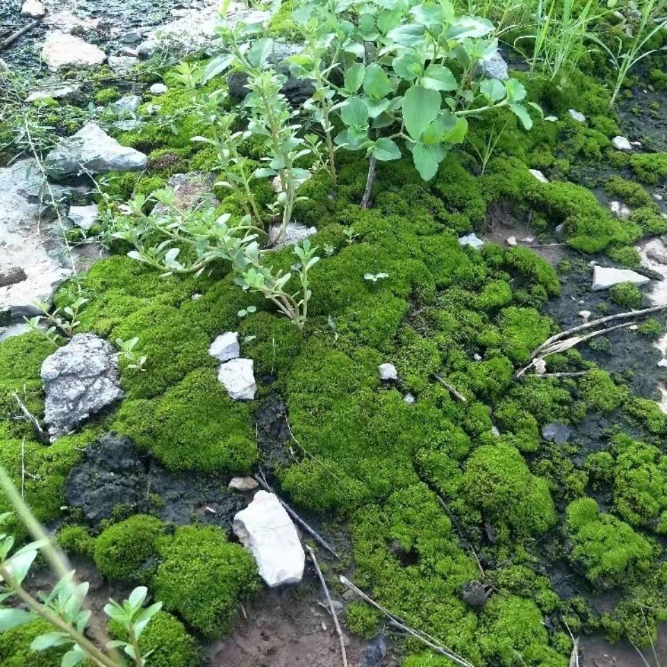 苔藓植物种子吸水石假山上水石盆景草四季鲜活青苔种籽苔藓孢子粉 - 图2