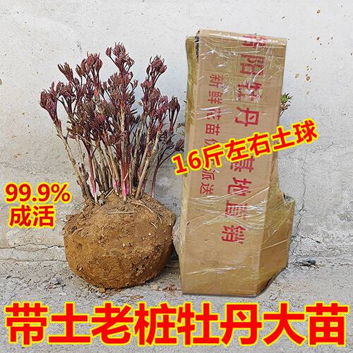 老桩洛阳正宗牡丹花树苗大苗名贵花庭院盆栽牧丹花卉牡丹花苗正品 - 图2