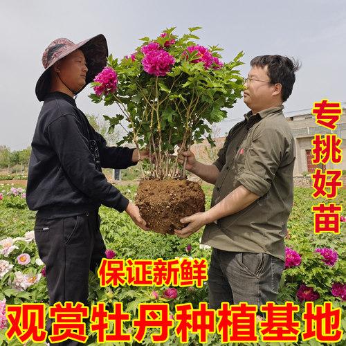 牡丹花苗花树苗盆栽洛阳正宗观赏耐寒花卉植物大苗庭院牡丹花老桩 - 图0