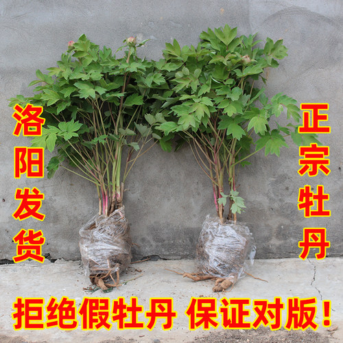 牡丹花苗花树苗盆栽洛阳正宗观赏耐寒花卉植物大苗庭院牡丹花老桩 - 图3