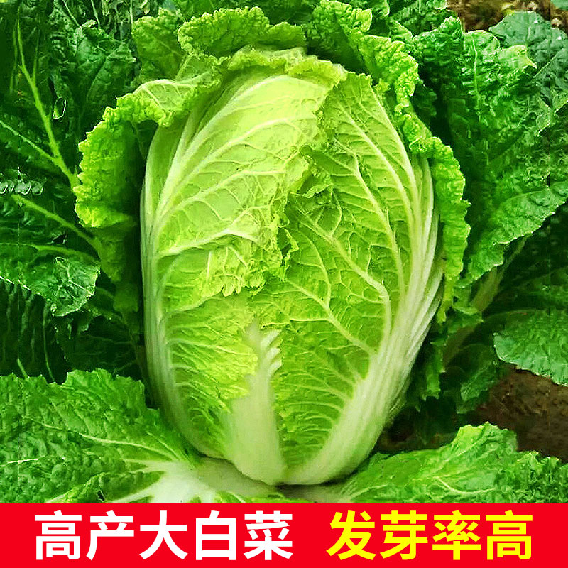 黄金快菜种子小白菜籽四季小白菜种籽春秋冬季青蔬菜种籽大全种孑-图0