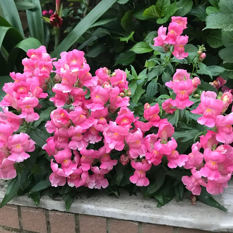 金鱼草种子花种子狮子花草四季阳台盆栽景观绿化花海种子草花种籽 - 图1