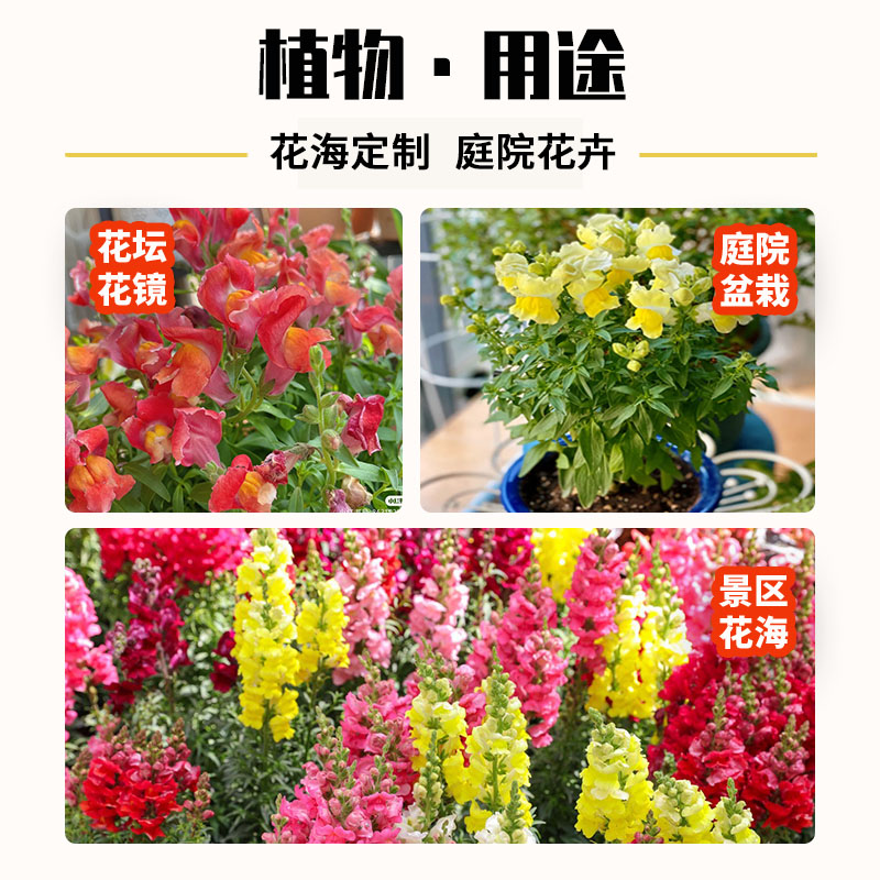 金鱼草种子花种子狮子花草四季阳台盆栽景观绿化花海种子草花种籽 - 图2