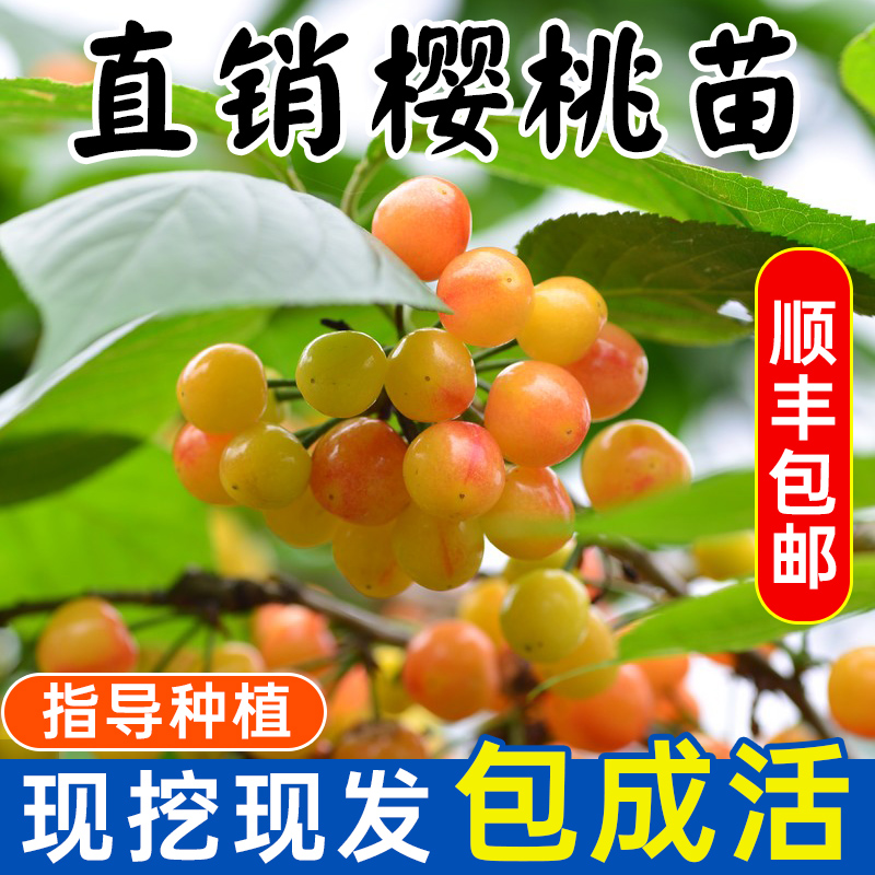 车厘子树苗樱桃树苖南方北方种植庭院盆栽果树果苗矮化大樱桃树苗