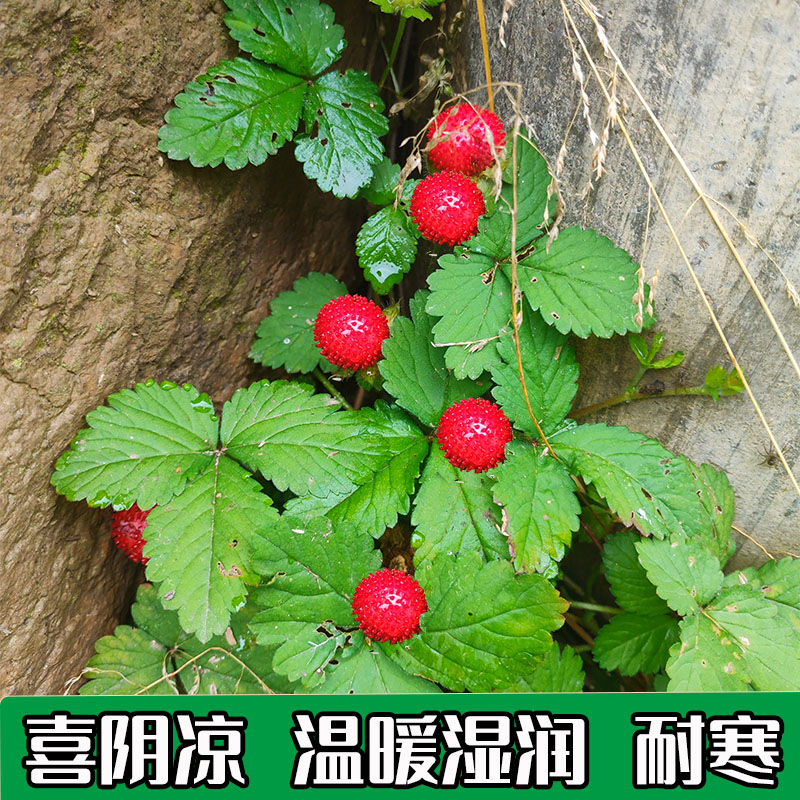 野生蔬果种籽蛇莓种子野草莓蛇泡草龙吐珠三爪风盆栽阳台可播花卉-图2