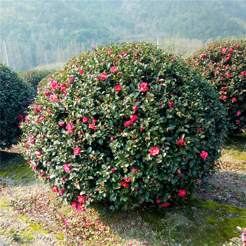 茶梅球花树苗别墅庭院大型耐寒盆栽四季常青绿化风景植物山茶梅花 - 图1