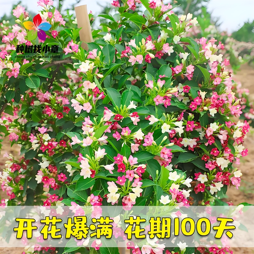 五彩锦带花树苗盆栽锦带小苗庭院大型耐寒风景树高杆五彩锦带树苗 - 图1