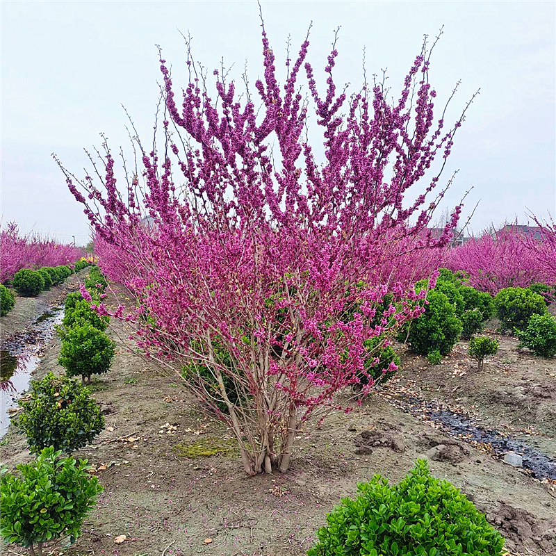 高杆紫荆树苗庭院大型耐寒绿化观赏风景树小苗盆栽丛林生紫荆花苗 - 图0