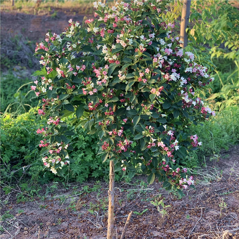 五彩锦带花树苗盆栽锦带小苗庭院大型耐寒风景树高杆五彩锦带树苗 - 图1