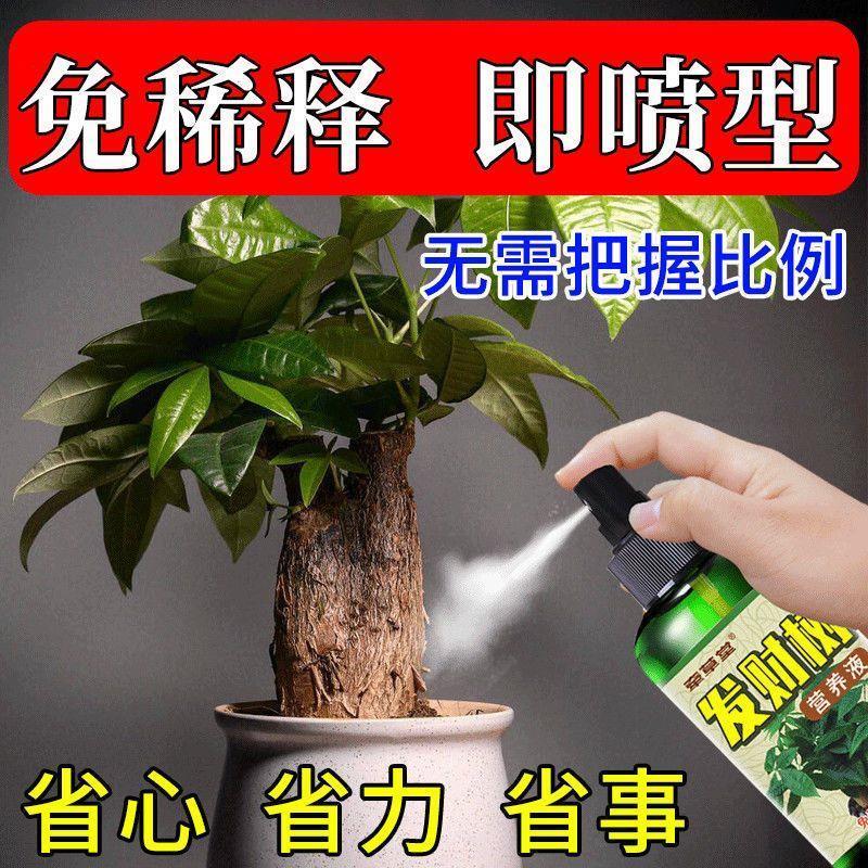 发财树营养液喜酸性植物营养液【免稀释】治叶子发黄掉叶叶面喷施 - 图2