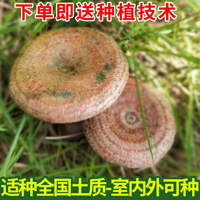 野生乌纵菌黄纵菌人工栽培黄枞菌 松菌 松纵菌人工种植菌种 - 图0