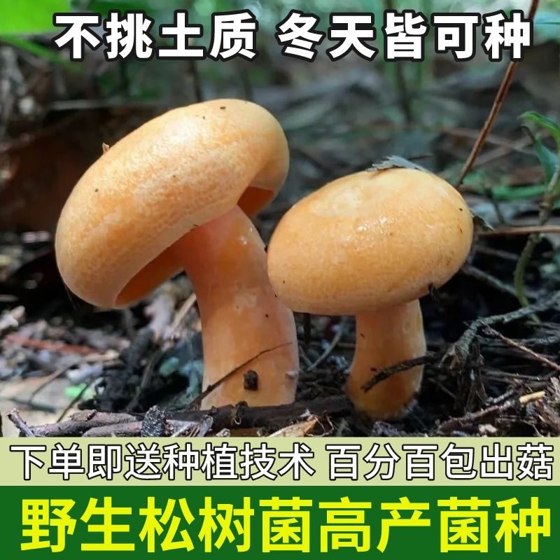 野生乌纵菌黄纵菌人工栽培黄枞菌 松菌 松纵菌人工种植菌种 - 图3