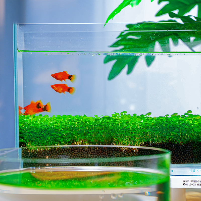 鱼缸水草种子生态玻璃瓶造景套餐植物种籽孑水培阴性真草盆栽装饰