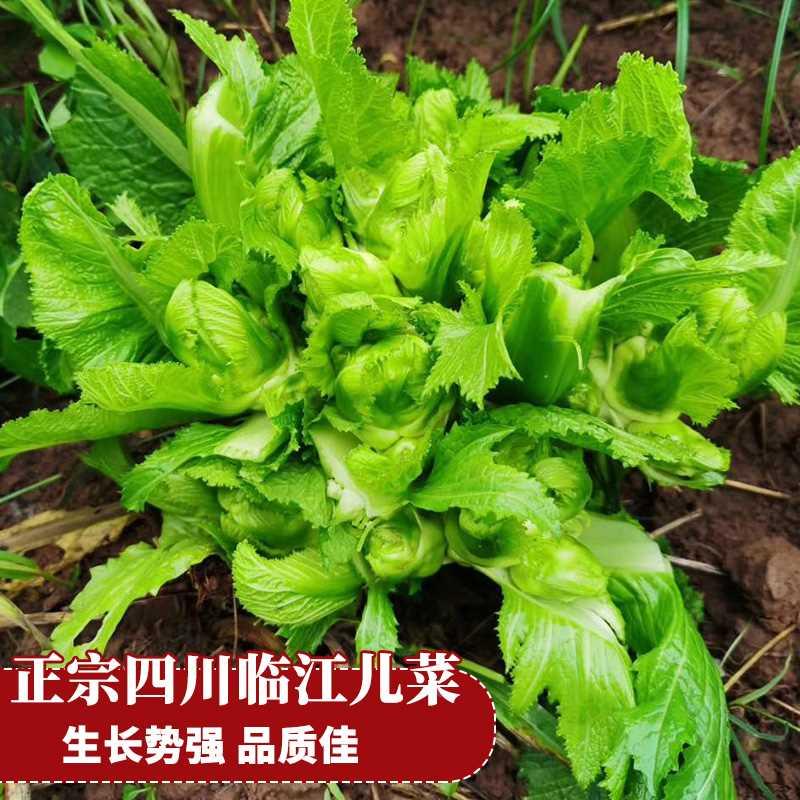 儿菜临江种子四川娃娃菜抱子芥菜种籽春秋季四季阳台盆栽蔬菜种孑 - 图0