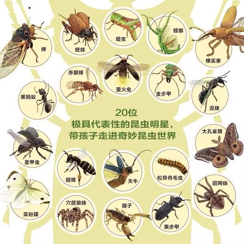 【彩绘注音】给孩子的法布尔昆虫记全10册 正版小学生版课外书阅读注音拼音读物儿童绘本故事书6-9-12周岁一二三年级课外阅读书籍 - 图2