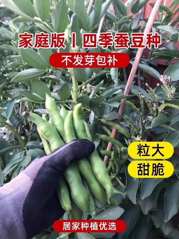 白皮蚕豆种子甜糯四季耐寒七星罗汉豆大荚胡豆种籽秋冬季蔬菜种子