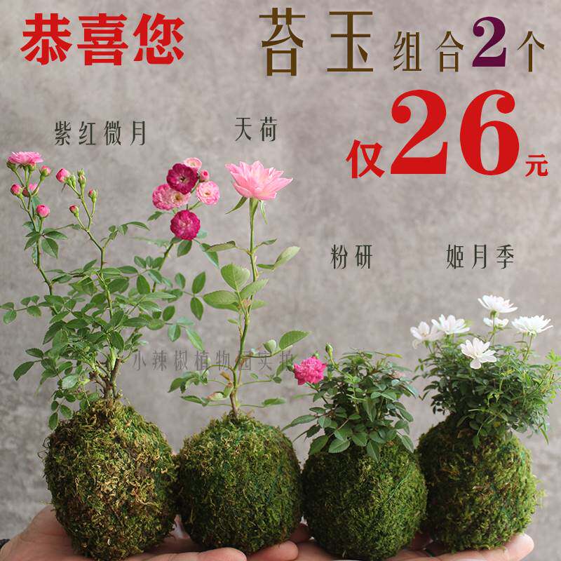 苔玉植物 新人首单立减十元 22年5月 淘宝海外