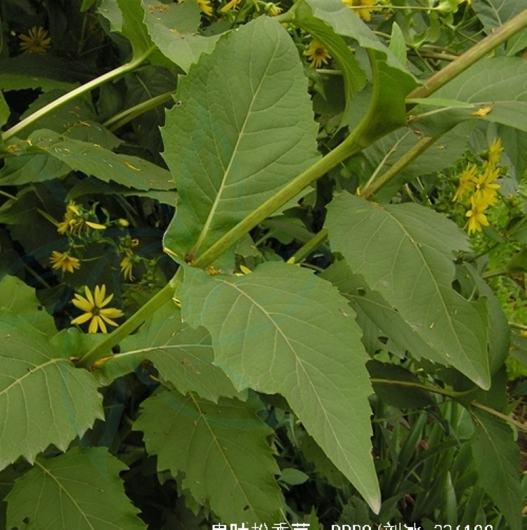 串叶松香草种子牧草多年生猪牛羊鹅食用华夏中华神菊教授菊种籽 - 图1