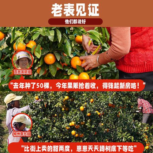 沃柑树苗广西武鸣嫁接果树无核091带叶子纯甜无籽包邮 - 图2
