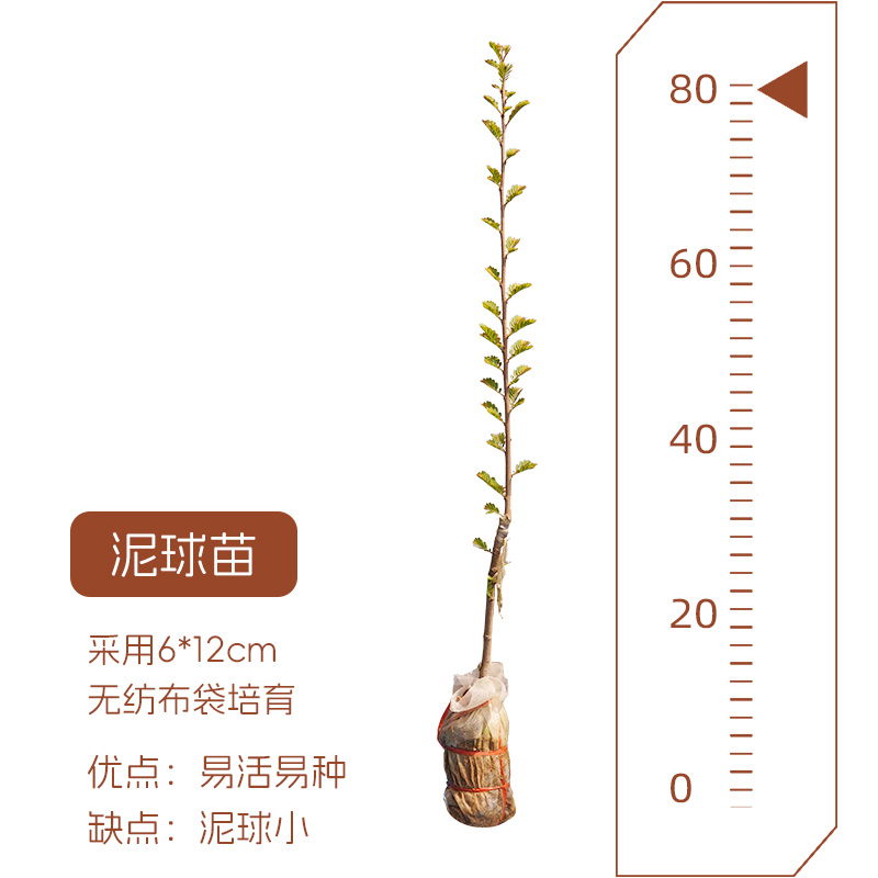 油甘果苗余甘子牛柑果树苗嫁接大果品种甘甜庭院地栽盆栽-图1