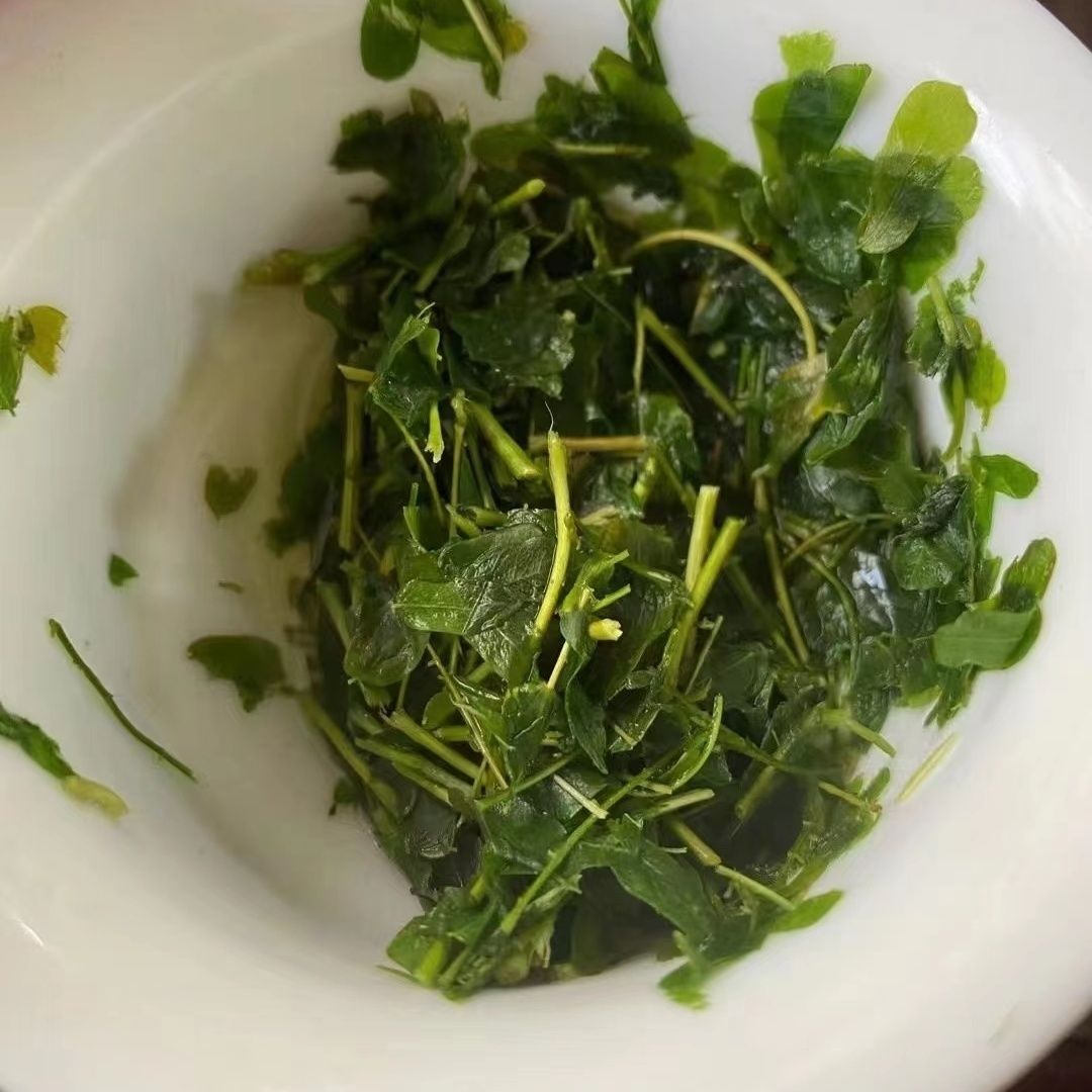 潮汕特产油甘茶野生油甘叶茶可食用泡茶消食开胃油柑叶甘甜养生茶-图2