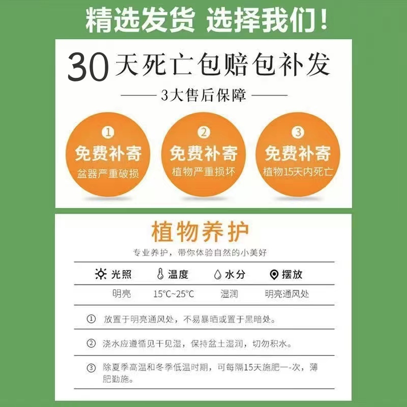 超大招财猫吸财树多肉老桩多肉老桩室内阳台多肉植物盆栽好样批发-图2