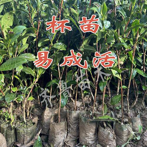 日照北方绿茶树苗无纺布易成活抗寒抗旱发芽早产量高中茶108批发 - 图2