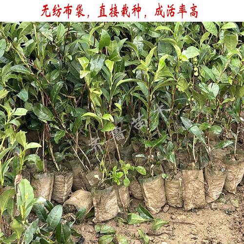 日照北方绿茶树苗无纺布易成活抗寒抗旱发芽早产量高中茶108批发 - 图1