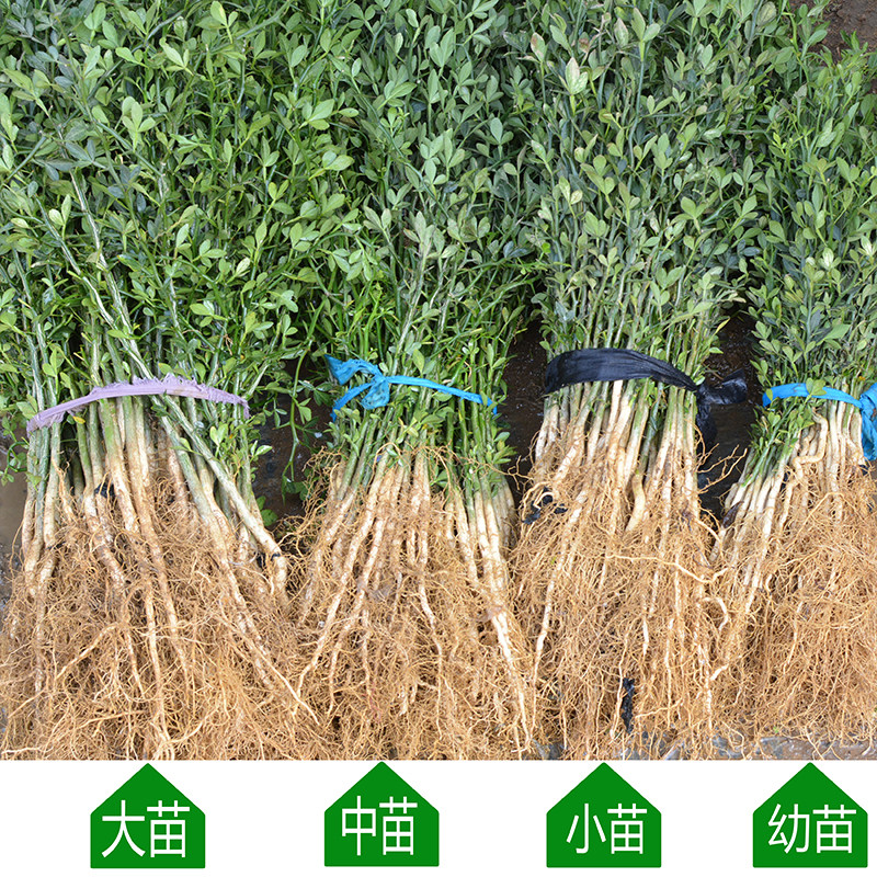 大量山东枸橘苗枳壳苗嫁接砧木柑橘带刺植物防盗铁篱笆护院现起苗,淘宝优惠券,粉丝福利购,淘宝优惠卷